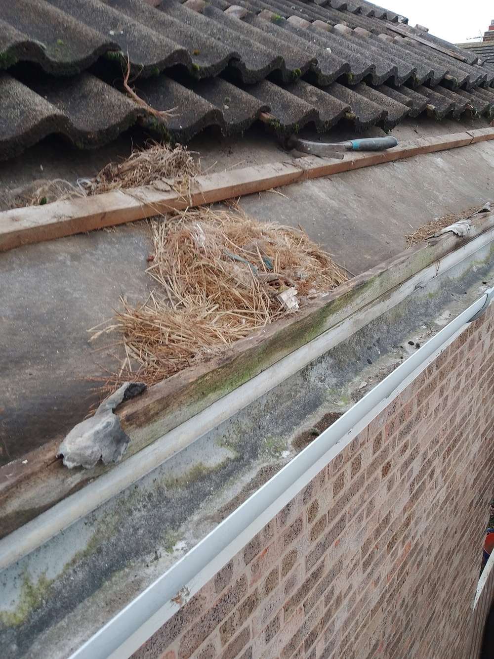 Gutter full of an old bird's nest under the bottom row of tiles